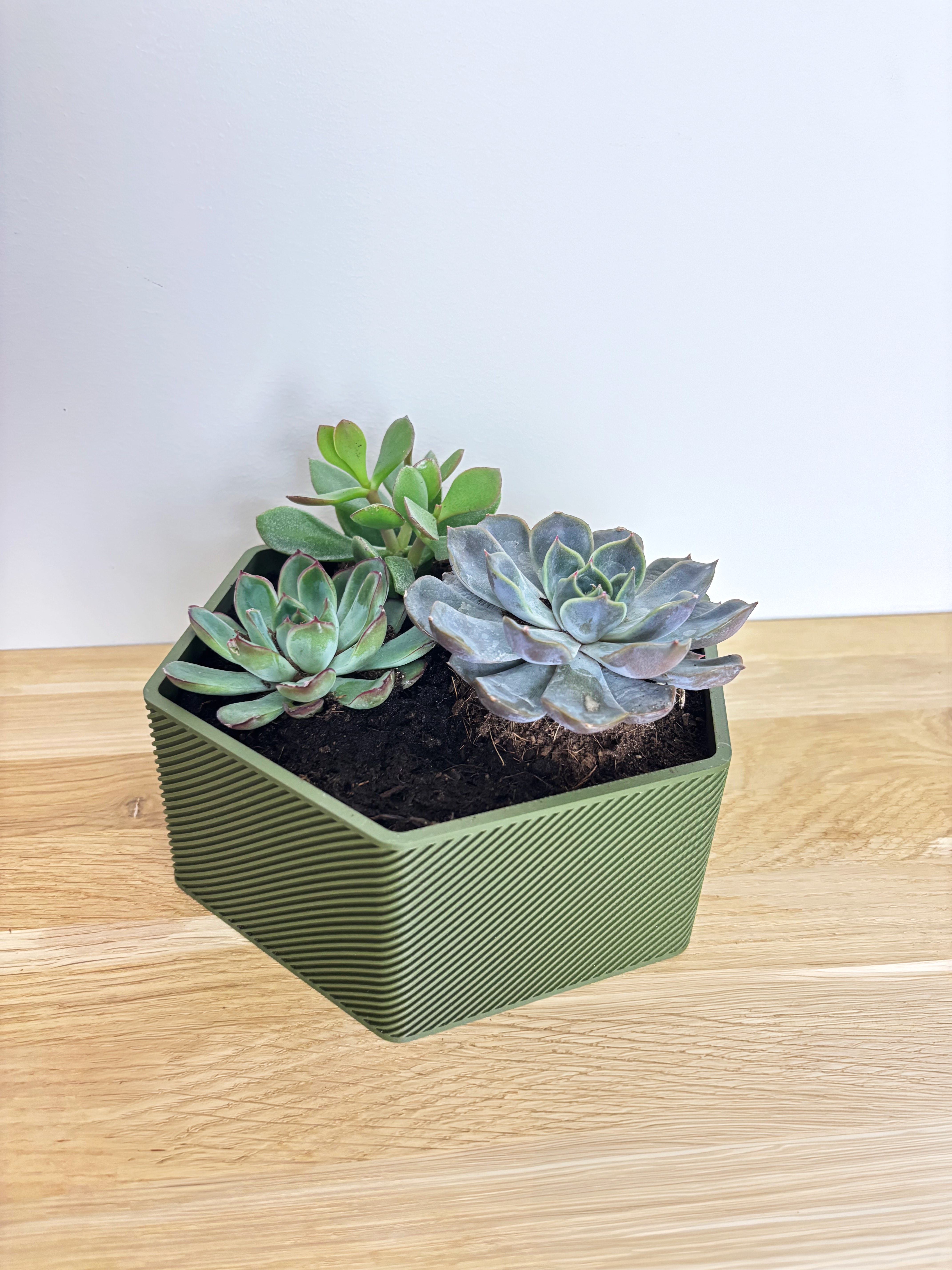 Plant in a ribbed bulge pot with horizontal bands